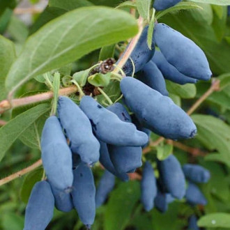 Jagoda Kamczacka Doch Velikana zdjęcie 16 Jagoda Kamczacka Doch Velikana interface.image 16