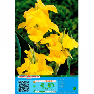 Kanna Yellow interface.image 2