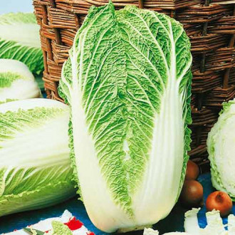 Kapusta pekińska Granaat Kiepenkerl zdjęcie 13 Kapusta pekińska Granaat Kiepenkerl interface.image 13