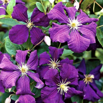 Clematis (Powojnik) Jackmanii interface.image 6