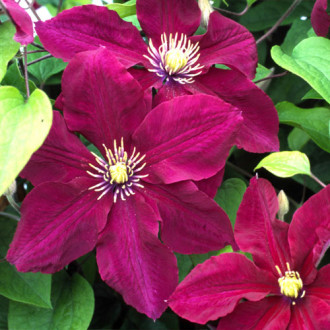 Clematis (Powojnik) Kermesina interface.image 6