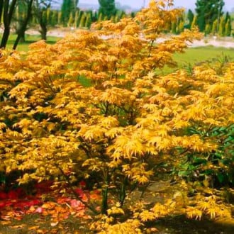 Klon japoński Orange Dream interface.image 8