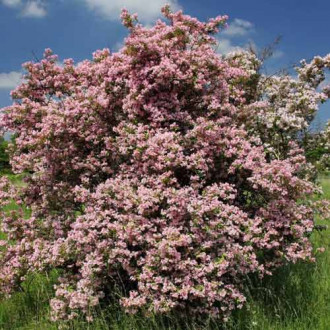 Kolkwicja chińska Pink Cloud