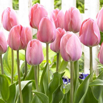 Korzystny zakup! Tulipan Darwina Mystic van Eijk interface.image 4