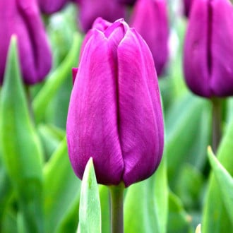 Korzystny zakup! Tulipan Purple Prince interface.image 2