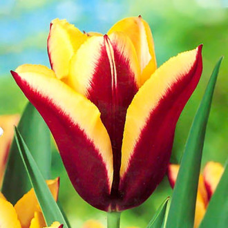 Korzystny zakup! Tulipan Triumph Gavota interface.image 1