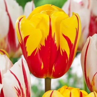 Korzystny zakup! Tulipan Triumph Holland Queen interface.image 2
