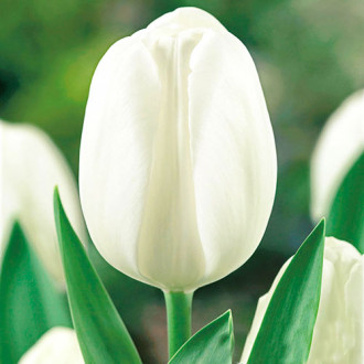 Korzystny zakup! Tulipan White Prince interface.image 3