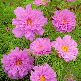 Kosmos (Onętek) rożowy Legutko interface.image 10