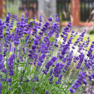 Lawenda wąskolistna Hidcote, P9 interface.image 3