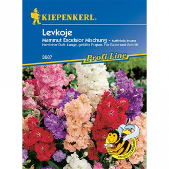 Lewkonia letnia Excelsior, mix interface.image 2