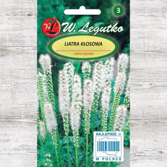 Liatra kłosowa (Liatris spicata) biała Legutko interface.image 3