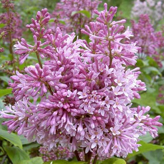 Lilak (Bez) Minuet interface.image 10