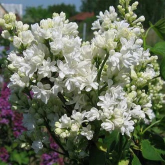 Lilak (Bez) Mme Lemoine interface.image 2