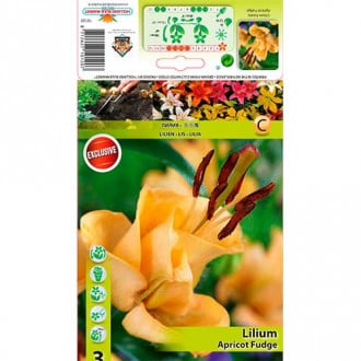 Lilia azjatycka Apricot Fudge interface.image 1