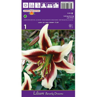 Lilia Beverly Dreams interface.image 5
