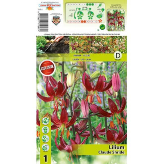 Lilia Claude Shride interface.image 1