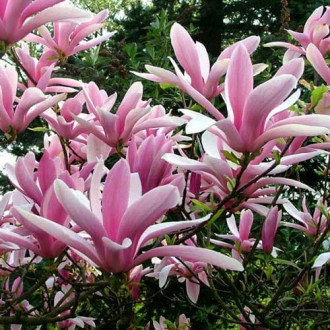 Magnolia Betty