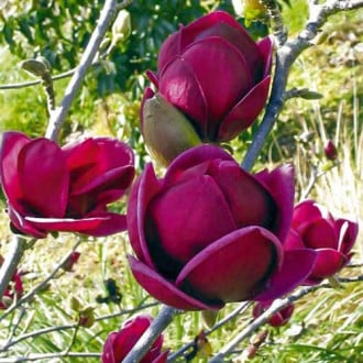 Magnolia Black Tulip interface.image 6