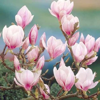 Magnolia Festirose interface.image 1