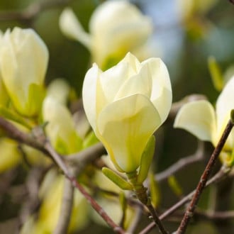 Magnolia Honey Tulip interface.image 3