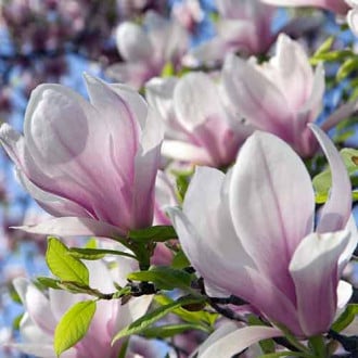 Magnolia Satisfaction interface.image 2