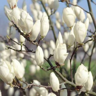 Magnolia Soulange’a pośrednia Lennei interface.image 1