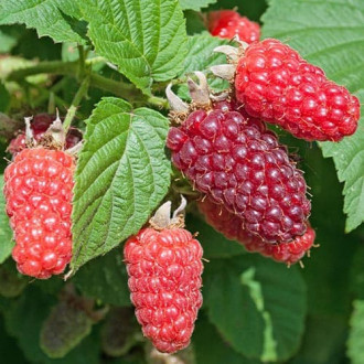 Malinojeżyna Buckingham interface.image 5