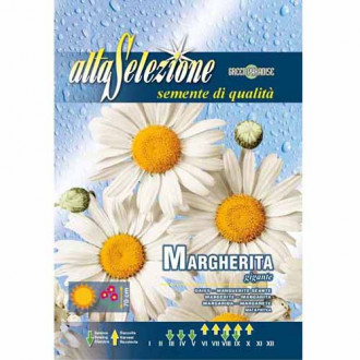 Margerytka Gigante (Złocień) biała Morami