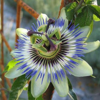 Męczennica błękitna (Passiflora) interface.image 2
