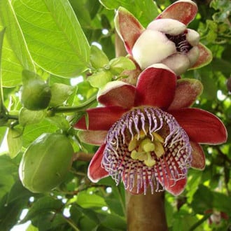 Męczennica (Passiflora) Alata Red interface.image 2