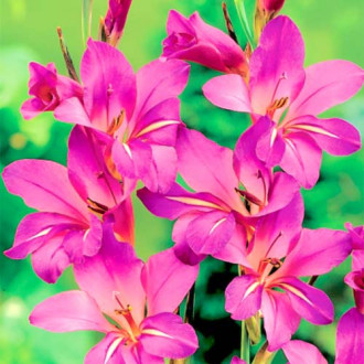 Mieczyk bizantyjski (Gladiolus Byzantinus) interface.image 1