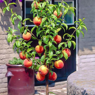 mini Brzoskwinia HoneyRed® interface.image 8