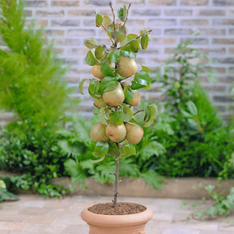 mini Grusza GardenPearl® interface.image 7