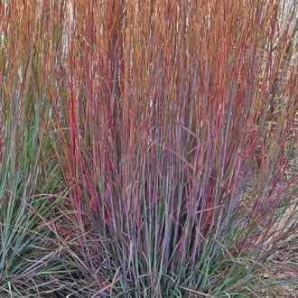 Palczatka miotlasta (Andropogon) Praire Blues interface.image 3