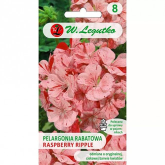 Pelargonia rabatowa Divas F1- Raspberry Ripple interface.image 2