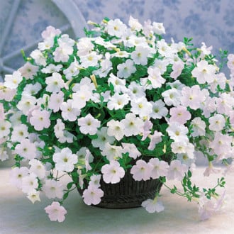 Petunia ogrodowa biała interface.image 1