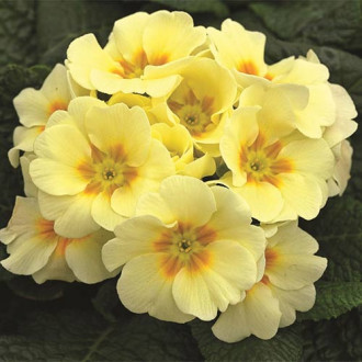 Pierwiosnek bezłodygowy (Primula) Yellow