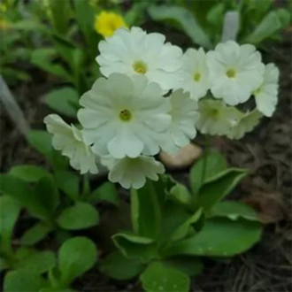 Pierwiosnek juliana (Primula) Sneeuwwitje interface.image 6