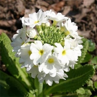 Pierwiosnek ząbkowany (Primula) Corolla White interface.image 6