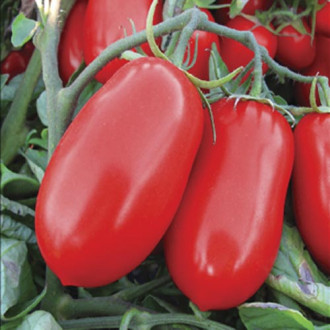 Pomidor gruntowy niski Kmicic interface.image 5