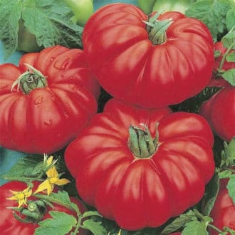 Pomidor gruntowy niski Marmande interface.image 2