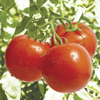 Pomidor gruntowy wysoki Krakus interface.image 1
