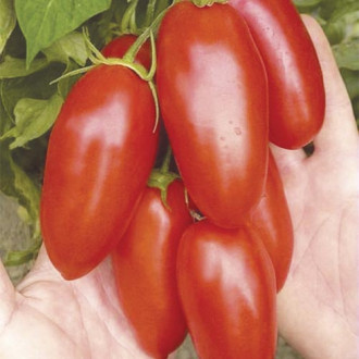 Pomidor gruntowy wysoki San Marzano interface.image 3