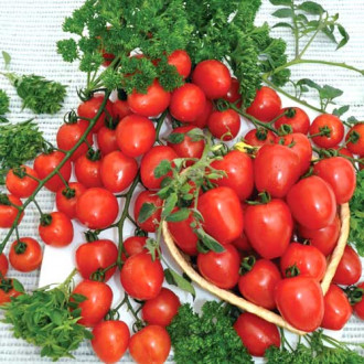 Pomidor  Maskotka  interface.image 6
