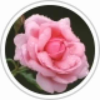 Prezent ? roza wielkokwiatowa Queen Elizabeth interface.image 5