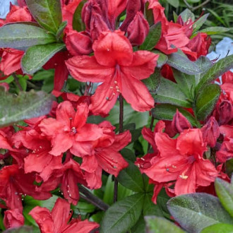 Rhododendron Nabucco, С2 interface.image 5