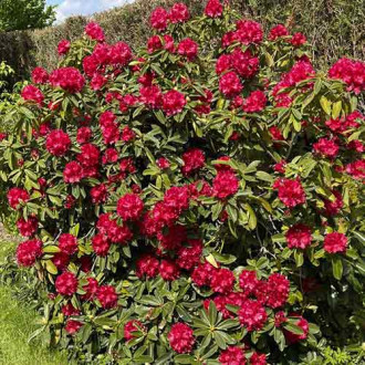 Rhododendron (Różanecznik) Bengal interface.image 2