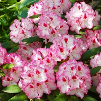 Rhododendron (Różanecznik) Danuta interface.image 4