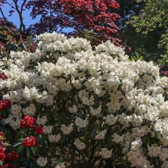 Rhododendron (Różanecznik) Gartendirektor Rieger interface.image 3